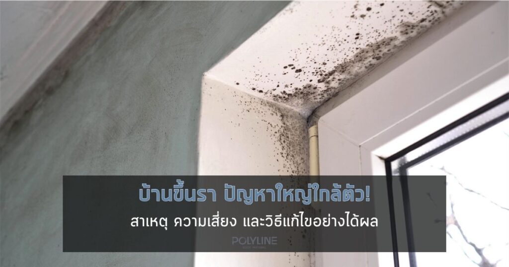 บ้านขึ้นรา ปัญหาใหญ่ใกล้ตัว! สาเหตุ ความเสี่ยง และวิธีแก้ไขอย่างได้ผล